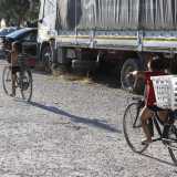 Alcuni sfrecciano tra gli ulivi a bordo dei loro tricicli o di biciclette troppo pi� grandi di loro...
